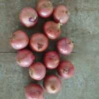 2016 New Fresh  Red Onion At Cheap Price