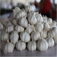 High Quality Pure White Garlic