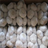 Pure white garlic in small package