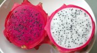 FRESH DRAGON FRUIT FROM VIETNAM _ CHEAP PRICE