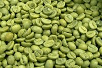 Powder Form Dosage Green Coffee Bean Extract 50% Chlorogenic Acids