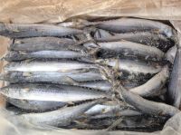 Frozen Spanish Mackerel IQF / Atlantic Mackerel Fishes