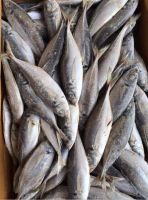 Sea Frozen Horse Mackerel