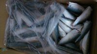 Sea Frozen Pacific Mackerel HGT | HGT Mackerel | HGT Fishes