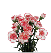 Carnations