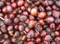 Shea Nut / Shea Butter