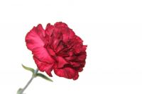 Select Carnation