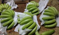Fresh Green Cavendish Banana | Fresh fruit
