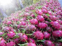 Fresh Dragon Fruits (White/Red Flesh)