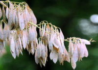 Macleaya Cordata Extract
