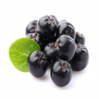 The best supplier Aronia Chokeberry Extract
