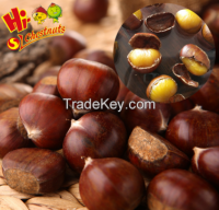 organic fresh chestnuts