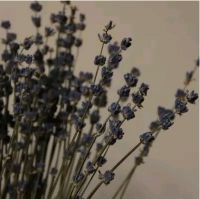 Dried true english lavender lavandula angustifolia