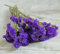 Preserved flower sea lavender forget me not