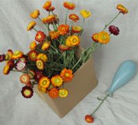 Dried common daisy lawn daisy bellis perennis