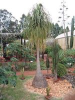 Ponytail (Beaucarnea Recurvata)