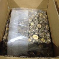4-5CM Dried Tea Flower Mushroom Shiitake Whole in Bulk