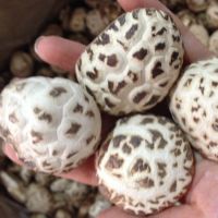 All Types of Dried Mushroom Shiitake Whole