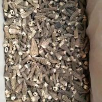 Dried Morel Mushroom 3-5 CM without Stem