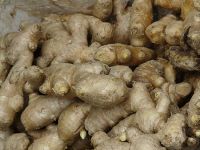 Vietnam Fresh Ginger With Hot Price