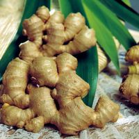 Vietnam Fresh Ginger With Hot Price