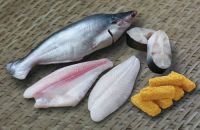 Pangasius Hypophthalmus