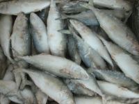 Frozen Round Scad