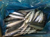 Sea Frozen Pacific Mackerel Whole Round