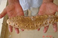 DRIED SEA CUMCUMBER