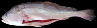 FROZEN GUTTED WHITE DRUM