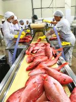 Pargo Red Snapper