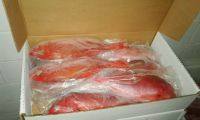 Pargo Red Snapper