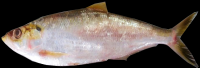 FROZEN GUTTED SARDA Ilsa Amazonica
