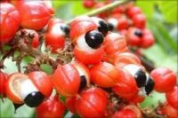 Guarana (Paullinia cupana) powder or seeds