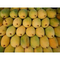 Vietnam fresh mango