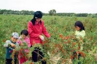 Organic goji berry from China&iuml;&frac14;Organic wolfberry&iuml;&frac14;