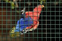 2x2 pvc coated welded wire mesh for bird cage From China