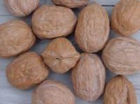 Walnut Kernel