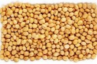 Soybean