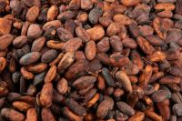 COCOA