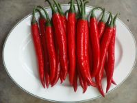 Red Fresh Chilli