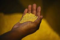 Gold (mining Gold)