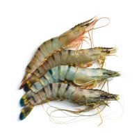 Live lobsters &amp;amp; Shrimps
