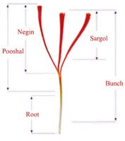 Saffron