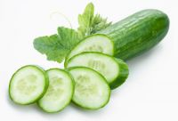 Vietnam Fresh Cucumber