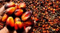palm oil