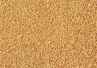 Best Quality Yellow Millet