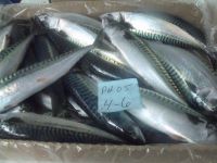 Atlantic Mackerel