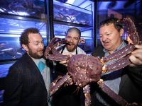 Norwegian King Crab