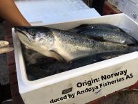 Salmon Fish,salmon Fillet